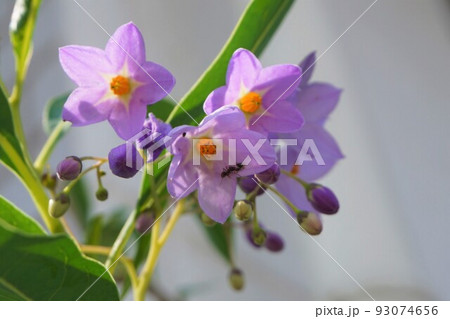 ルリヤナギ　瑠璃柳　蟻　アブラムシ 93074656