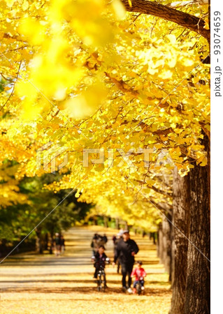 いちょう並木 埼玉県秩父ミューズパーク 93074659