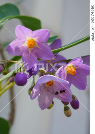 ルリヤナギ 瑠璃柳 蟻 アブラムシ ルリヤナギ 瑠璃柳 蟻 アブラムシ 93074660