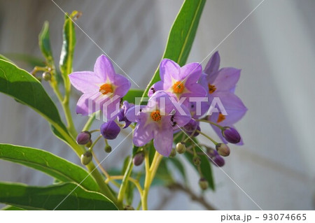 ルリヤナギ 瑠璃柳 蟻 アブラムシ ルリヤナギ 瑠璃柳 蟻 アブラムシ 93074665