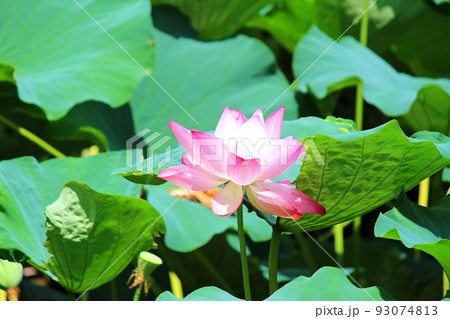 蓮の花　真ん中 93074813