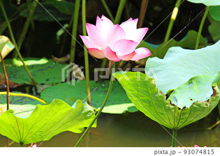 水面の近くに咲く蓮の花 93074815