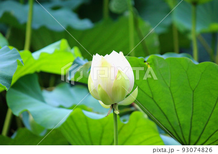 白い蓮の花のツボミ 93074826