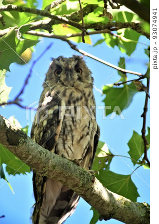 Long eared owl in a plane tree 93074941