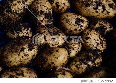 Close up of potatoes right after harvest Close up of potatoes right after harvest 93074942