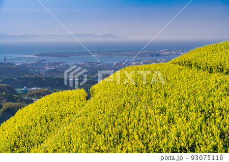 （静岡県）茶畑越しに清水の街並み 93075116