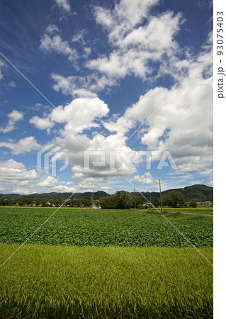 丹波篠山 田園風景 丹波黒とイネのコントラスト 8月上旬 広角 丹波篠山 田園風景 丹波黒とイネのコントラスト 8月上旬 広角 93075403