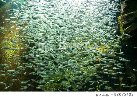 写真　生物　山形県の県魚サケ目のサクラマス　稚魚がそのまま川に居着くとヤマメに 93075405