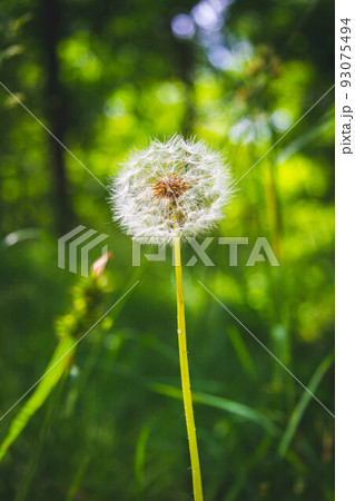 Beautiful flowers in the green grass. Flower close-up in the thicket. Beautiful flowers in the green grass. Flower close-up in the thicket. 93075494