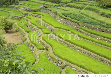 院内　両合棚田 93075907