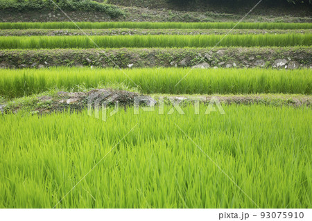 院内　両合棚田 93075910