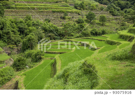 院内　両合棚田 93075916