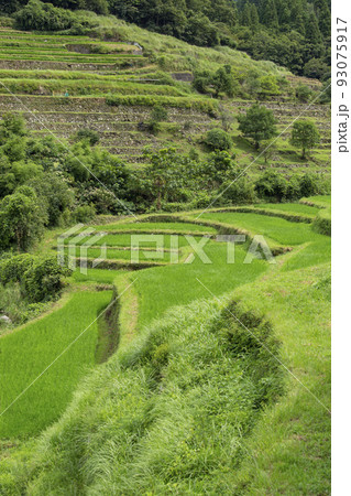 院内　両合棚田 93075917