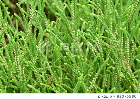 ワカミドリ(クラックス属)ベンケイソウ科・多肉植物 ワカミドリ(クラックス属)ベンケイソウ科・多肉植物 93075980