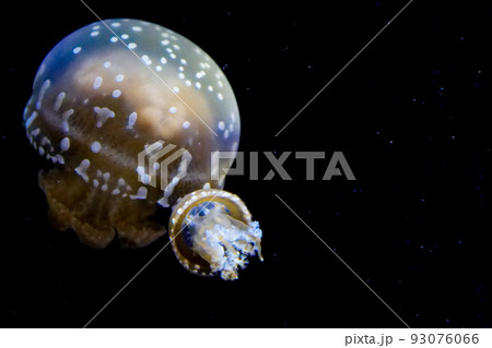 写真　生物、大きなタコクラゲはお父さん　タコクラゲの母船に着陸するタコクラゲ船 93076066