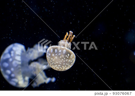 写真 生物 水族館のクラゲ 宇宙を遊泳するロケットのようなタコクラゲの仲間のプンクタータ 写真 生物 水族館のクラゲ 宇宙を遊泳するロケットのようなタコクラゲの仲間のプンクタータ 93076067
