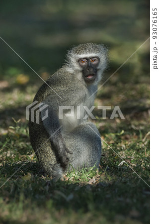 Vervet monkey,Kruger National Park,South Africa Vervet monkey,Kruger National Park,South Africa 93076165