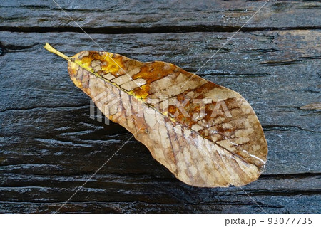 朴葉の枯葉 93077735