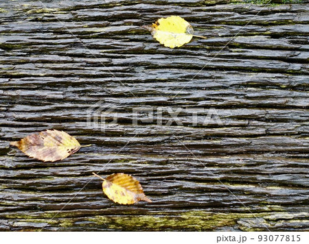 雨に濡れた木の板と落葉 93077815