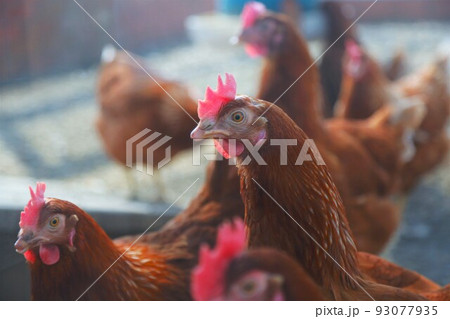 鶏 93077935