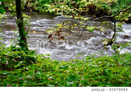 森の中を流れる渓流 森の中を流れる渓流 93078094