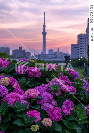 《東京都》あじさいとスカイツリー・旧中川水辺公園 《東京都》あじさいとスカイツリー・旧中川水辺公園 93078255