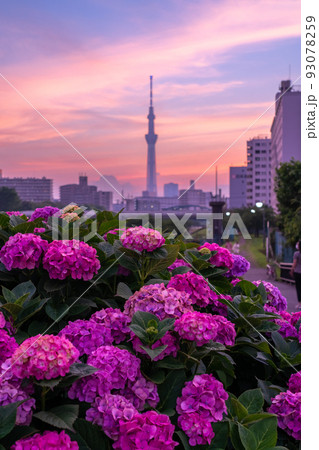 《東京都》あじさいとスカイツリー・旧中川水辺公園 93078259