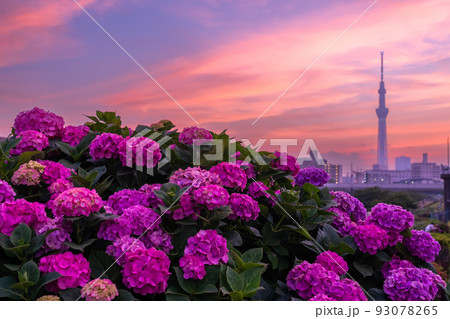 《東京都》あじさいとスカイツリー・旧中川水辺公園 93078265