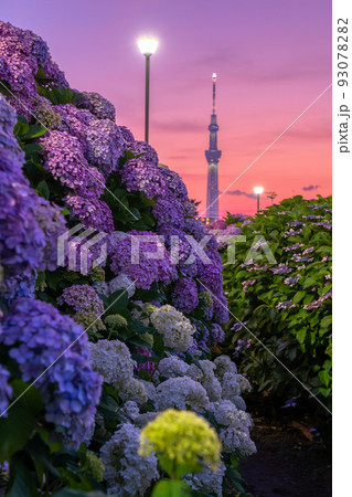 東京都》あじさいとスカイツリー・旧中川水辺公園の写真素材 [93078282] - PIXTA