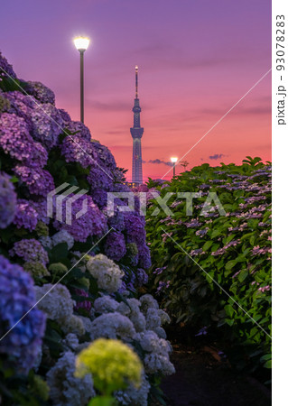 《東京都》あじさいとスカイツリー・旧中川水辺公園 93078283