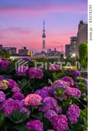 《東京都》あじさいとスカイツリー・旧中川水辺公園 《東京都》あじさいとスカイツリー・旧中川水辺公園 93078295