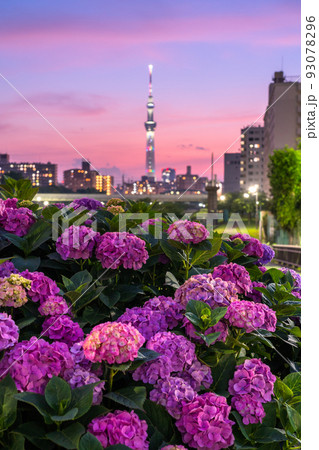 《東京都》あじさいとスカイツリー・旧中川水辺公園 《東京都》あじさいとスカイツリー・旧中川水辺公園 93078296