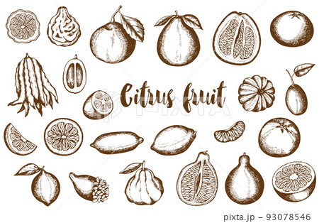 Vintage hand drawn citrus fruit collection. 93078546