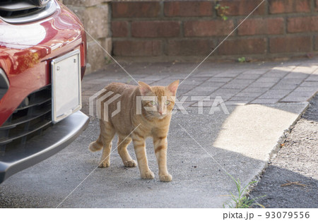 野良猫 駐車場 野良猫 駐車場 93079556