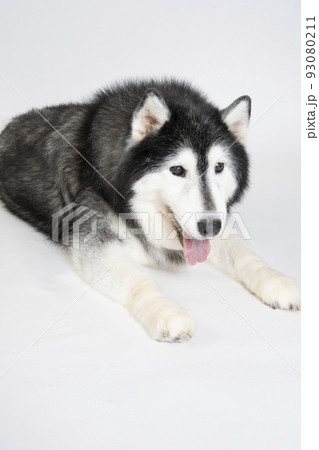 微笑むシベリアンハスキー 微笑むシベリアンハスキー 93080211