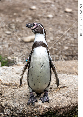 Humboldt Penguin, Spheniscus humboldti in a park 93080354
