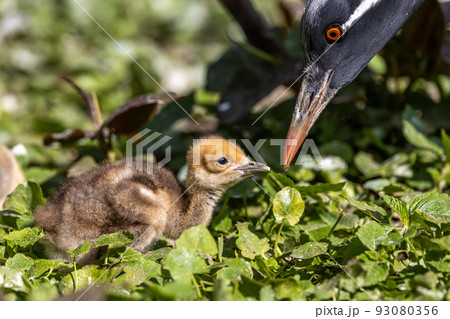 Beautiful yellow fluffy Demoiselle Crane baby gosling, Anthropoides virgo in a bright green meadow 93080356