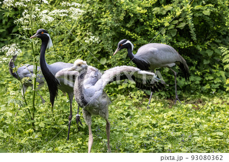 Family of Demoiselle Crane, Anthropoides virgo are living in the bright green meadow during the day time Family of Demoiselle Crane, Anthropoides virgo are living in the bright green meadow during the day time 93080362