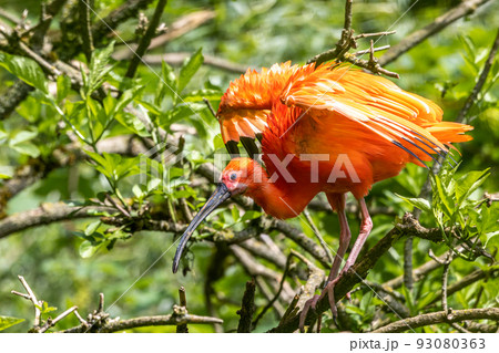 Scarlet ibis, Eudocimus ruber. Wildlife animal in the zoo Scarlet ibis, Eudocimus ruber. Wildlife animal in the zoo 93080363
