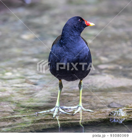 Common moorhen Gallinula chloropus also known as the waterhen or swamp chicken Common moorhen Gallinula chloropus also known as the waterhen or swamp chicken 93080369