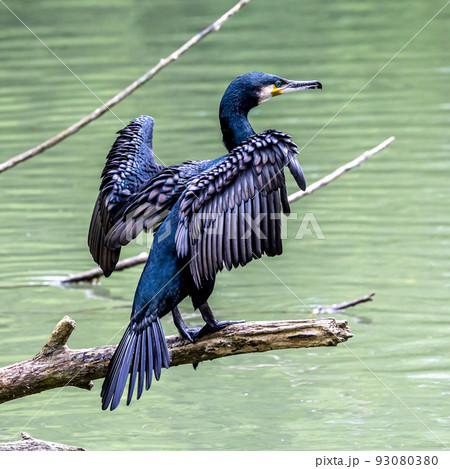 The great cormorant, Phalacrocorax carbo sitting on a branch 93080380