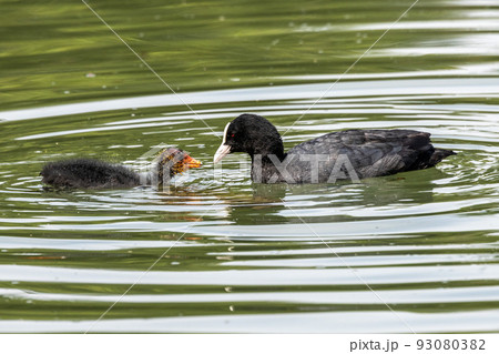 The Eurasian coot, Fulica atra swimming on the Kleinhesseloher Lake at Munich, Germany 93080382