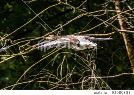 The flying greylag goose, Anser anser is a species of large goose The flying greylag goose, Anser anser is a species of large goose 93080383