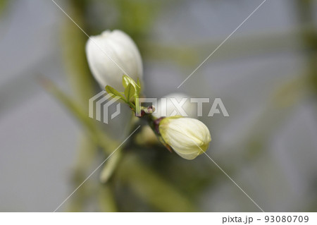 Trifoliate orange 93080709