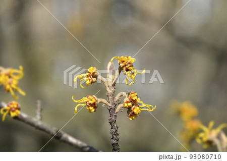 Japanese Witch Hazel Zuccariniana Japanese Witch Hazel Zuccariniana 93080710