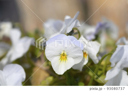 Horned violet 93080737