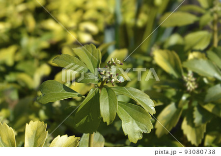 Japanese pachysandra 93080738