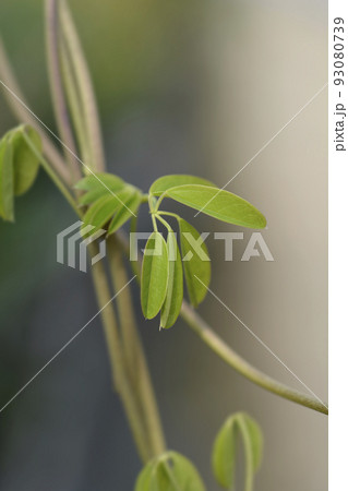 Five-leaf akebia 93080739