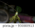 Macro photo of grasshopper 93080913