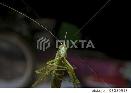 Macro photo of grasshopper Macro photo of grasshopper 93080913
